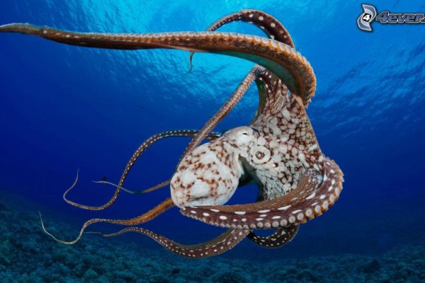 Kraken site